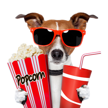 dog watching a movie